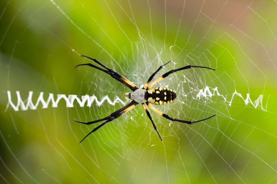 20231002argiope-spider