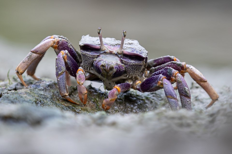 20231205fiddler_crab2