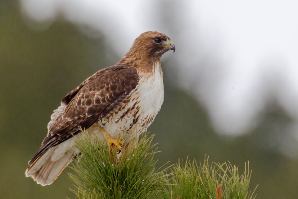 2024-02-15-rmnp-courtesy-rmnp_red-tailed-hawk_nps-photo-by-ann-schonlau