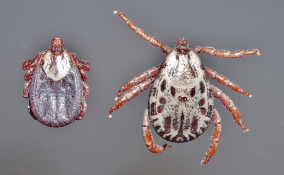 dermacentor-andersoni-female-male