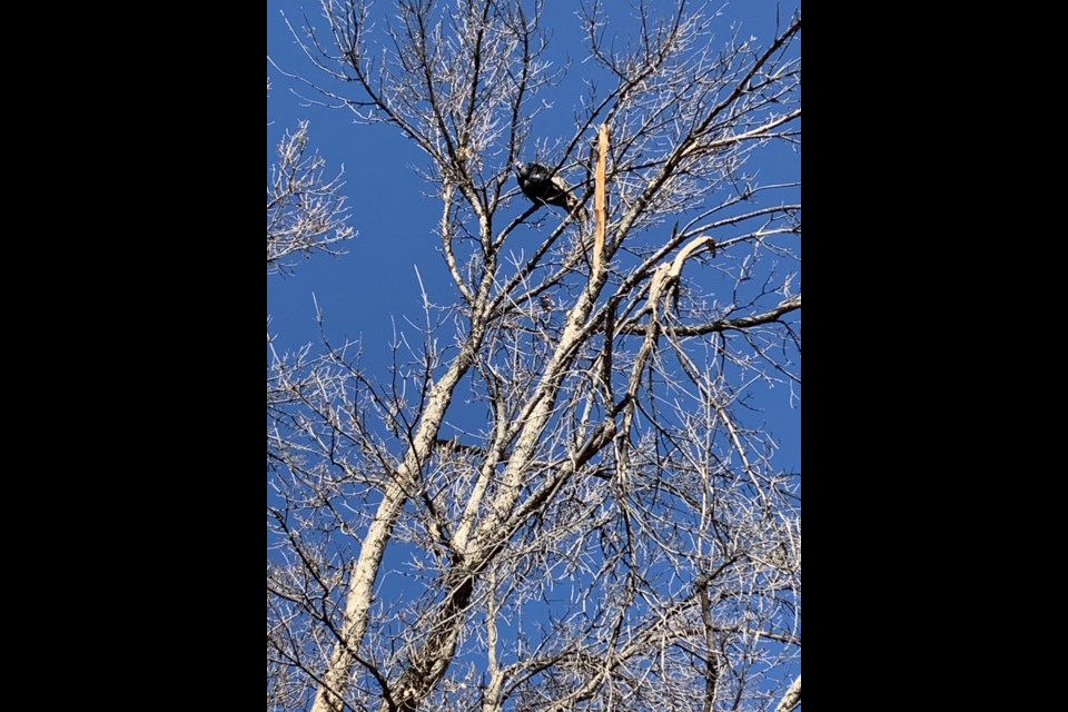 Wild turkey in a tree in a Longmont neighborhood.