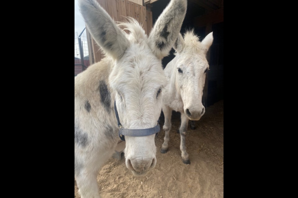 Moose the mule and Dinka the donkey.