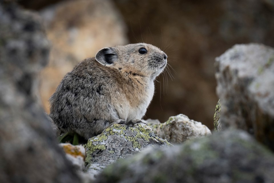 pika-on-rock-credit-kristi-odom-kristiodomfineartcom