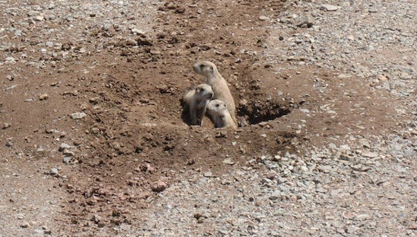 Prairie dogs