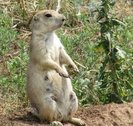 prairiedog