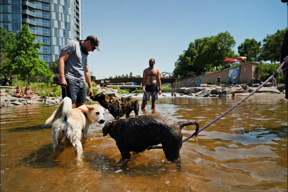 Dogs play in the water at the confluence of the South Platte River and Cherry Creek in Denver, Wednesday, June 14, 2021. By mid-afternoon, the temperature hit 96 degrees as part of the heat wave sweeping across the western U.S. (AP Photo/Brittany Peterson)