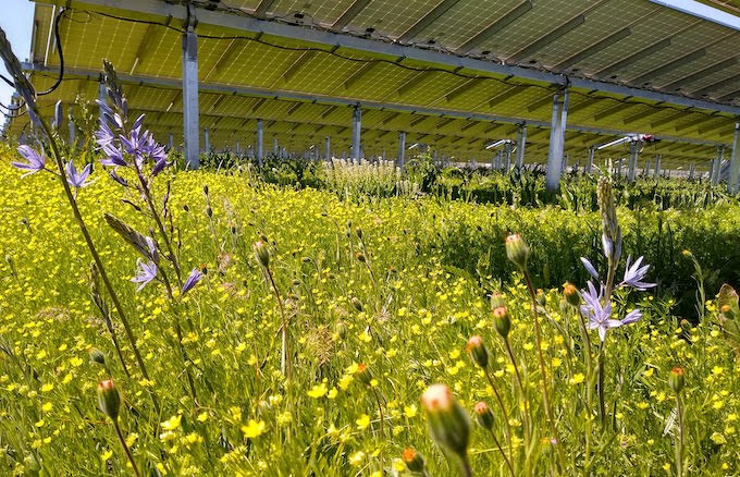 2020_11_23_LL_CNC_solar_farms_flowers