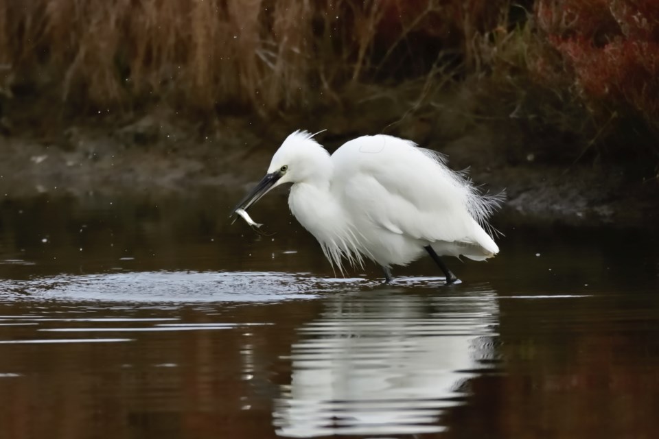 2020_12_01_LL_conversation_migratory_birds2