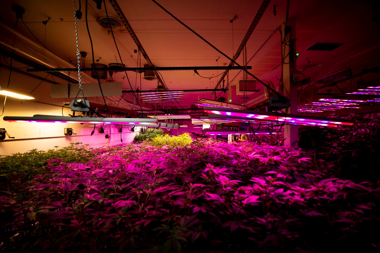 Growing cannabis indoors has a big climate impact. Why doesn t the