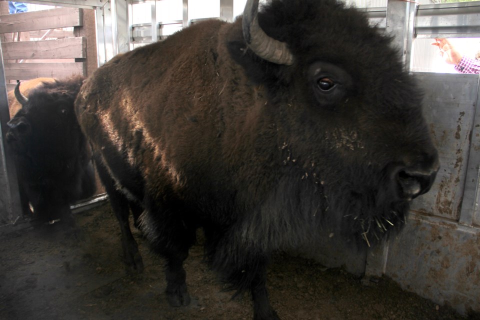 210402-BISON-GOLDEN-ANIMALS-LIVESTOCK-ESTEBANLHERNANDEZ-02