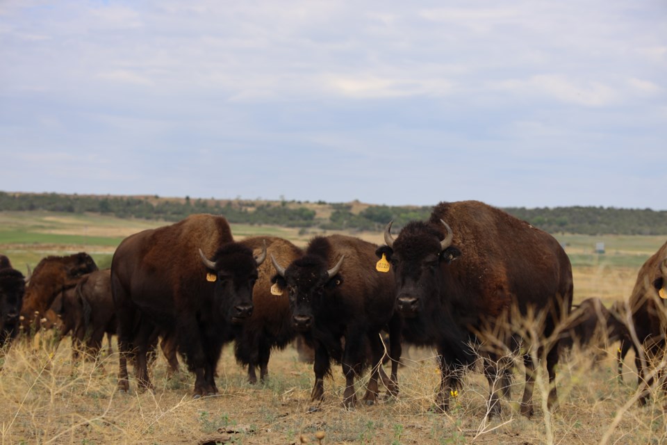 bison-southern-ute-3