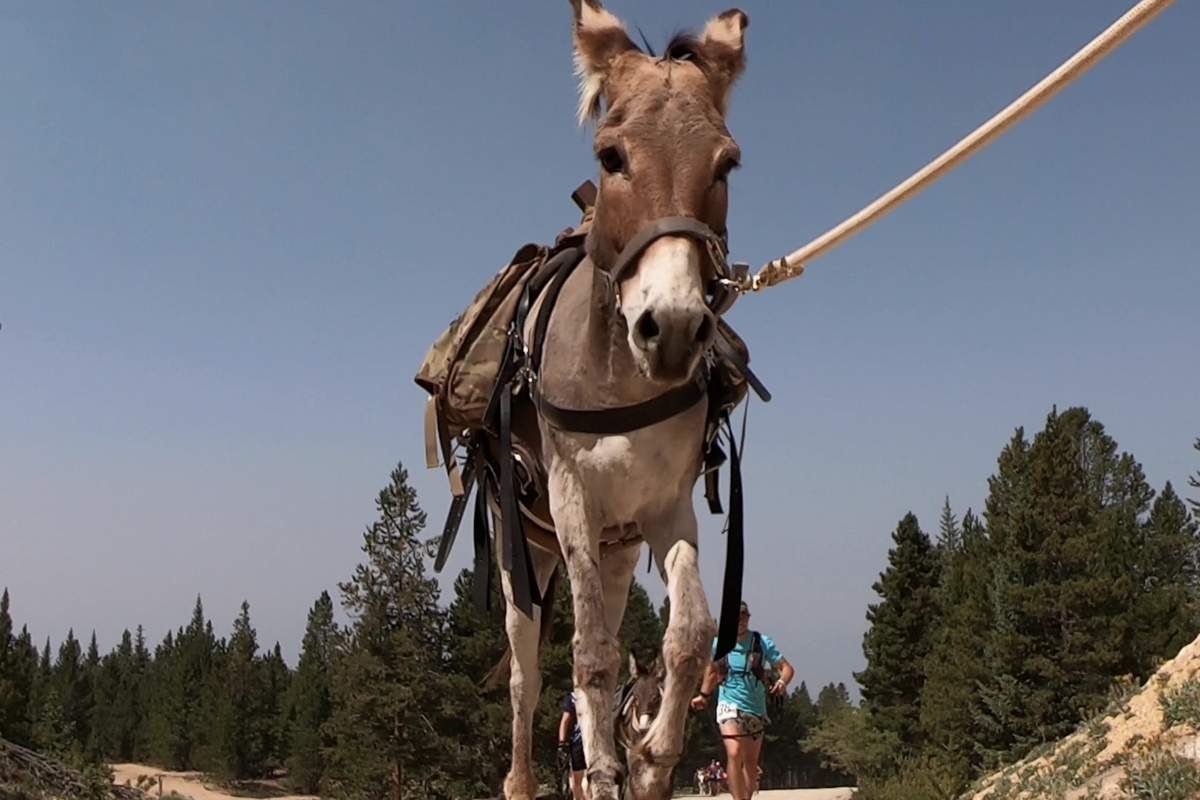 Colorado continues its tradition of racing alongside burros The