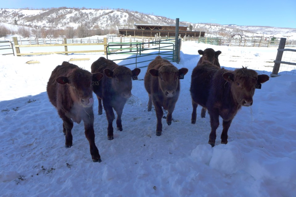 Extremely friendly and curious cows show no fear of humans on the Fetcher Ranch. Officials at the state Division of Water Resources have listed one of the ranch’s water rights on the 2020 abandonment list.

Aspen Journalism