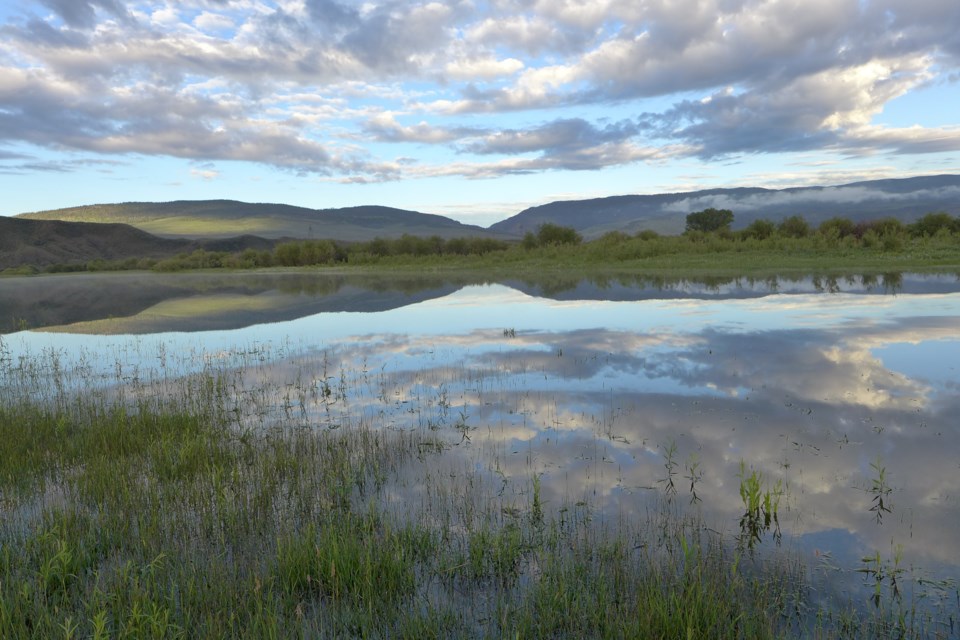 This pool of standing water in a field near the Colorado River is a result of flood irrigation. It’s also great habitat for mosquito-loving swallows. Heather Sackett/Aspen Journalism

Aspen Journalism