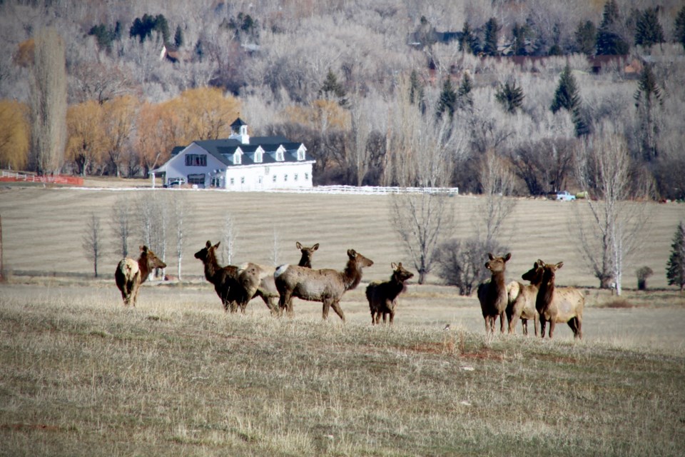 Elk, like this herd in the Glassier Open Space near Basalt, spend the late winter at low elevations where they can find food and raise calves.