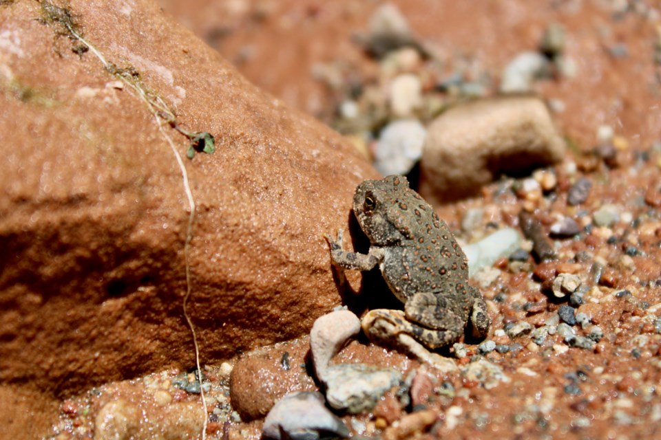 lake-powell-toad