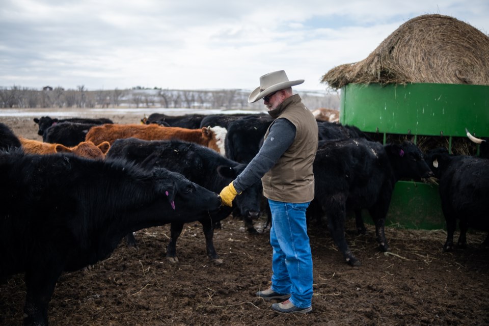 Lance Wheeler shares a moment with his cattle on his family ranch, Rafter W, near Simla, Colorado. Connection with the animals and land helps get him through stressful times. âI guess my cows are my therapists,â said Wheeler. (Eli Imadali for KHN)
