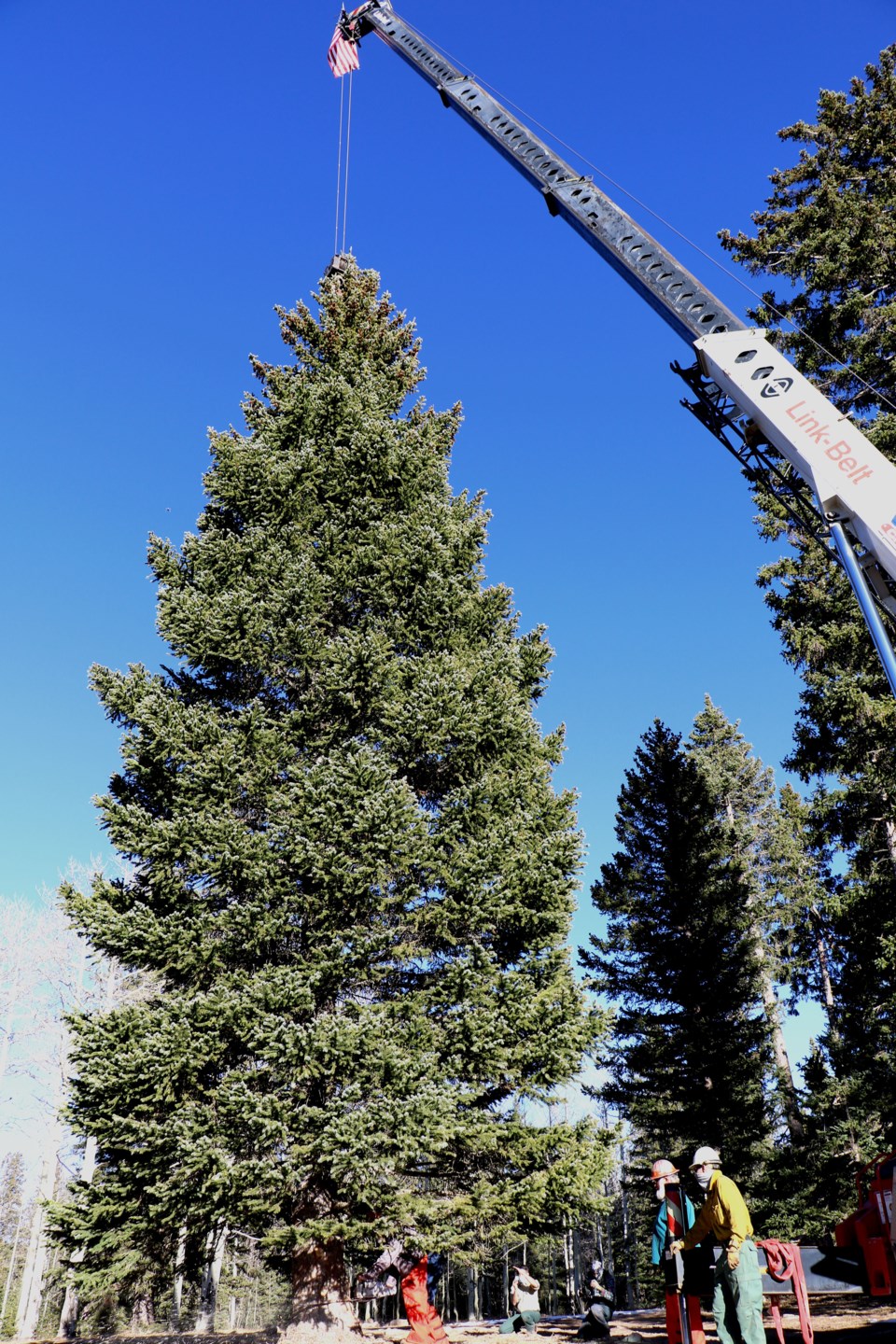xmastree1
