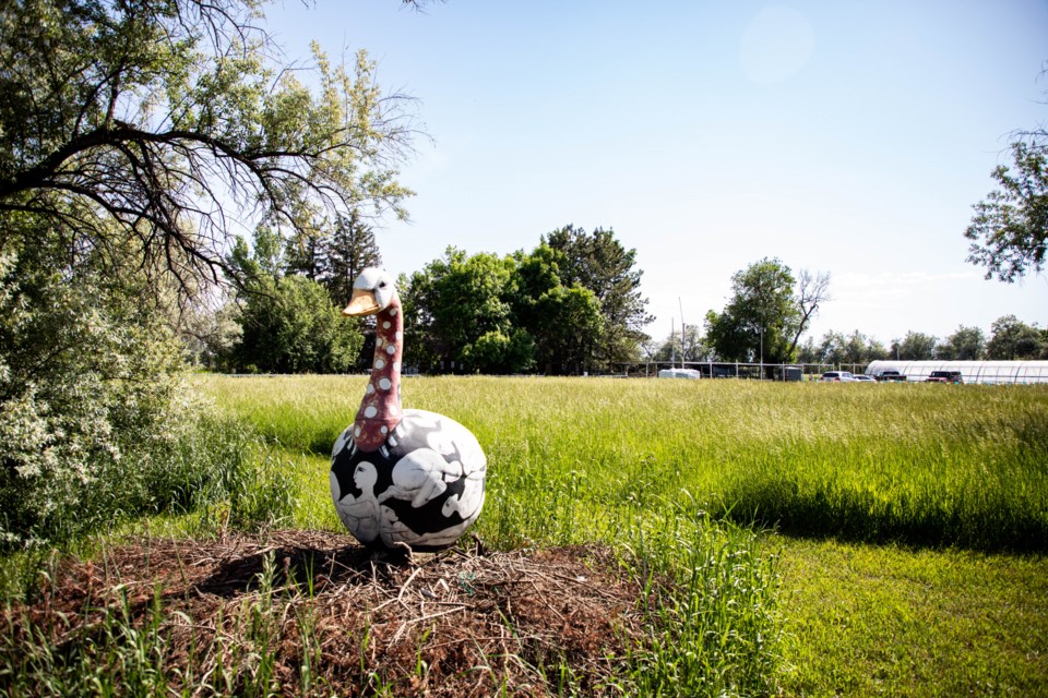 Nesting Mother Goose at Blue Ribbon Farms. Visible at the corner of Hover Ave and Rogers Rd