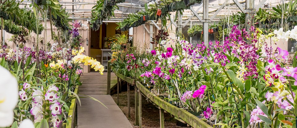 aisles-of-orchids-at-the-fantasy-orchids-greenhouse