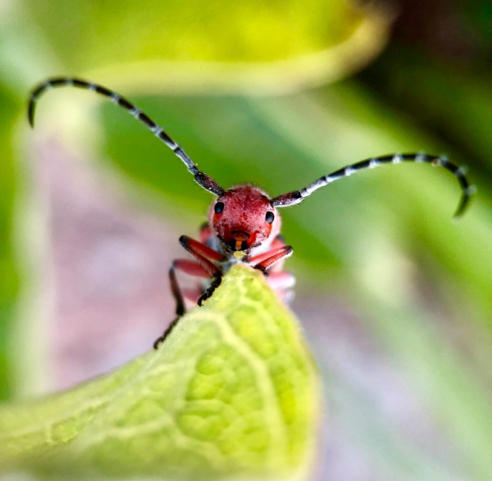 milkweedbeetlecobackyard