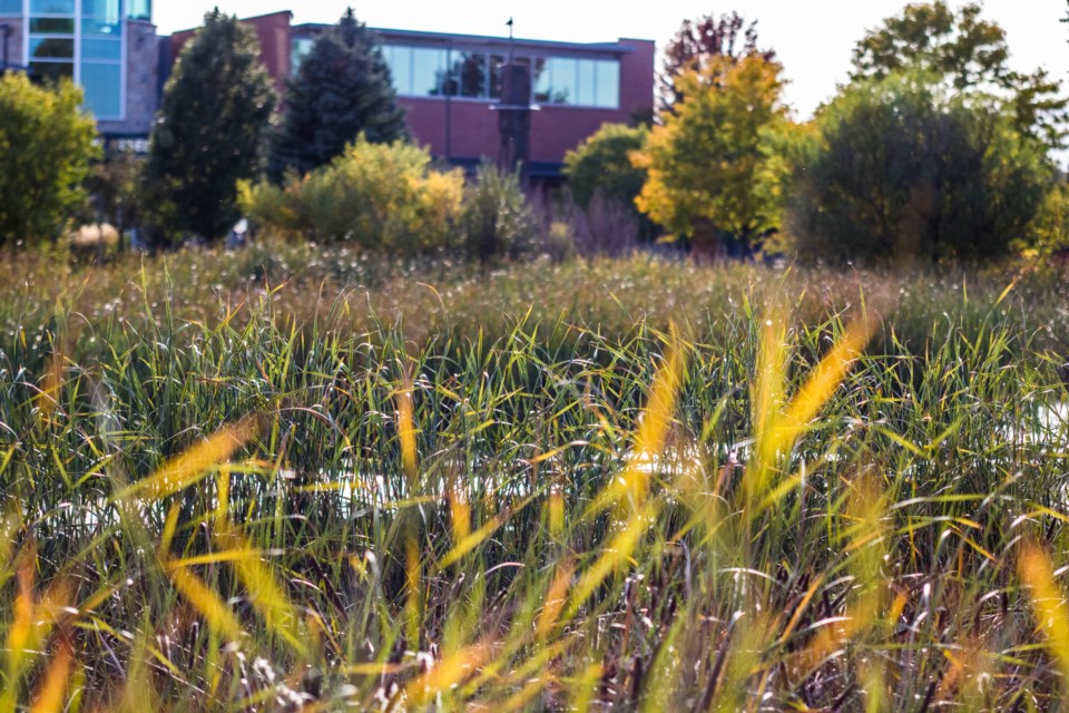 Museum through Reeds (1 of 1)