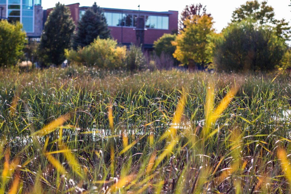 Museum through Reeds (1 of 1)