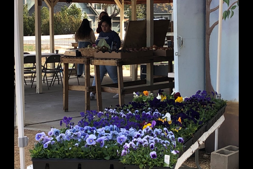 Ollin Farm farmstand opens for the season