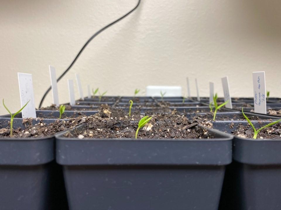 2021_02_13_get_growing_seedlings