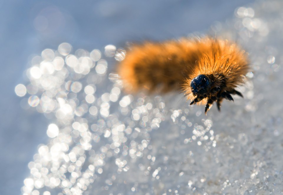 caterpillar-in-winter-snow