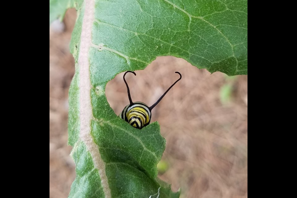 Danaus plexippus caterpillar peeking through Asclepias speciosa leaf