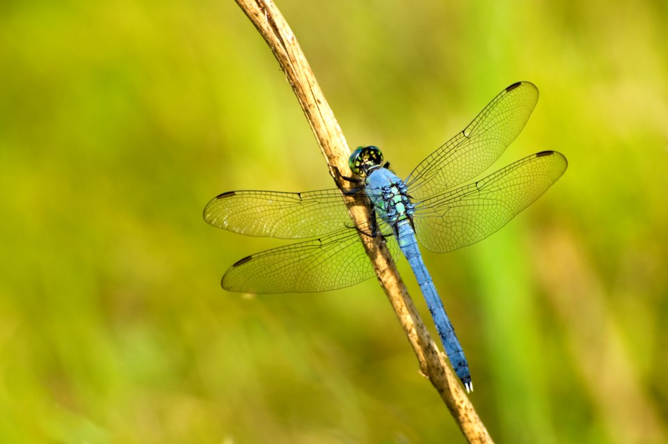eastern-pondhawk-erythemis-simplicicollis-dragonfly