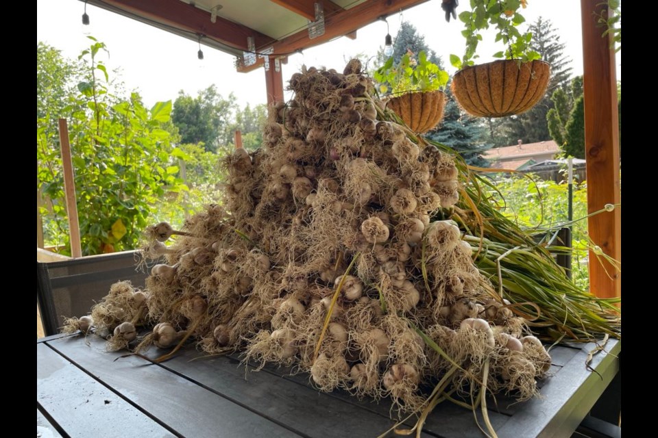 Harvested garlic