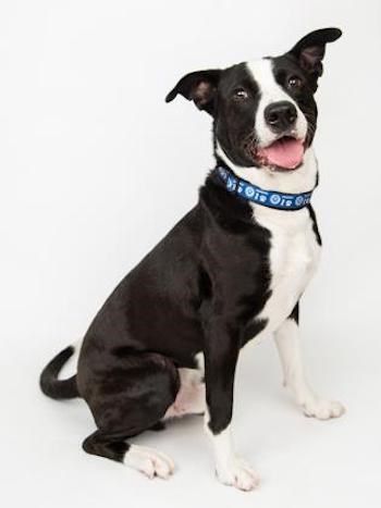 Longmont humane society dog pull up my conduent w2 online