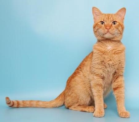 Marmalade