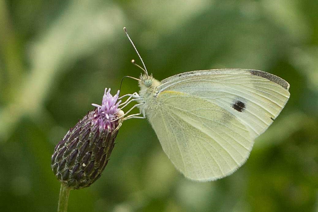 Cabbage white butterflies eat their greens, though they also eat a great  deal of ours - Cambridge Day