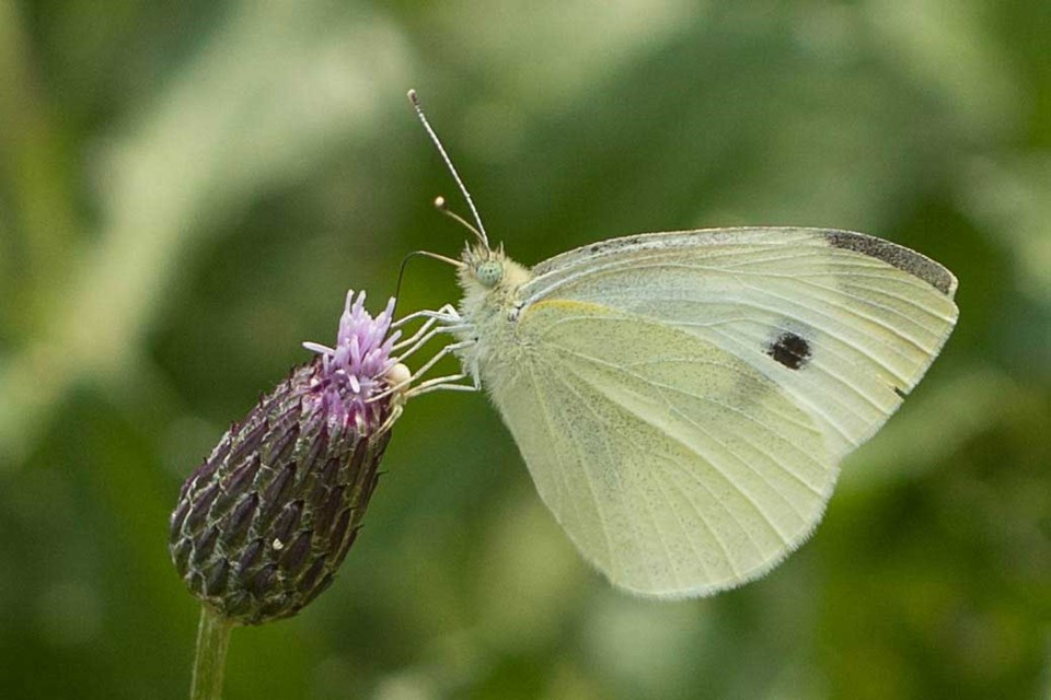 pieris-rapae_davidtaylor