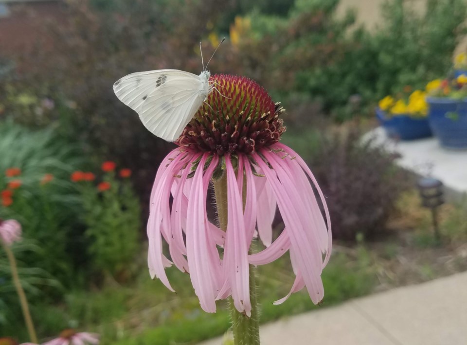 pontia-protodice-on-echinacea-angustifolia