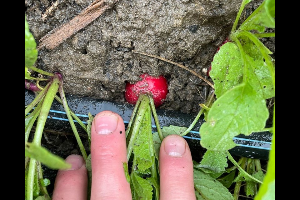 This radish is ready for the picking