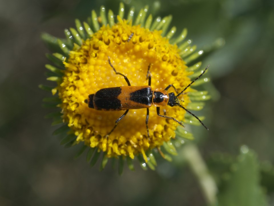 soldier-beetle