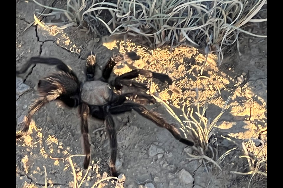 A tarantuala at a ranch