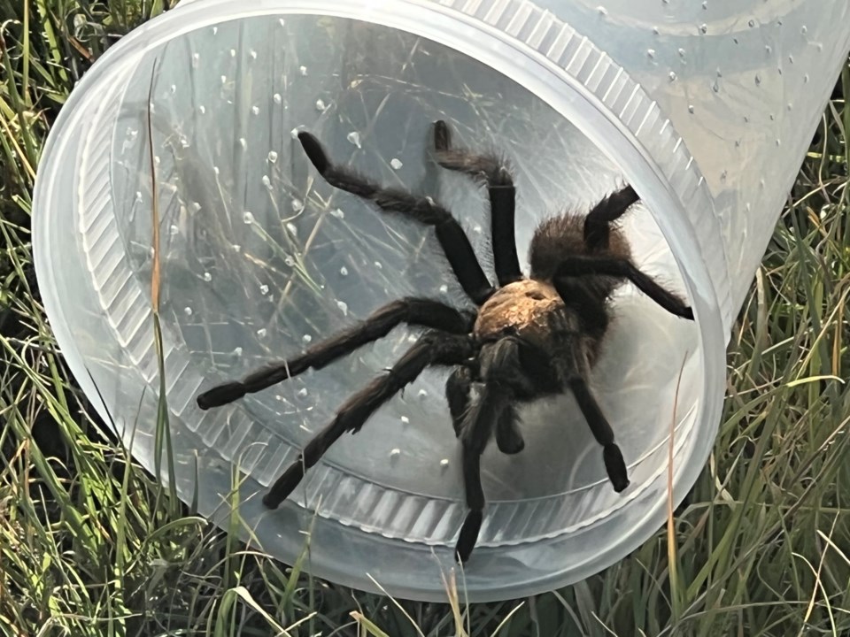 Tartantula in tupperware (1)