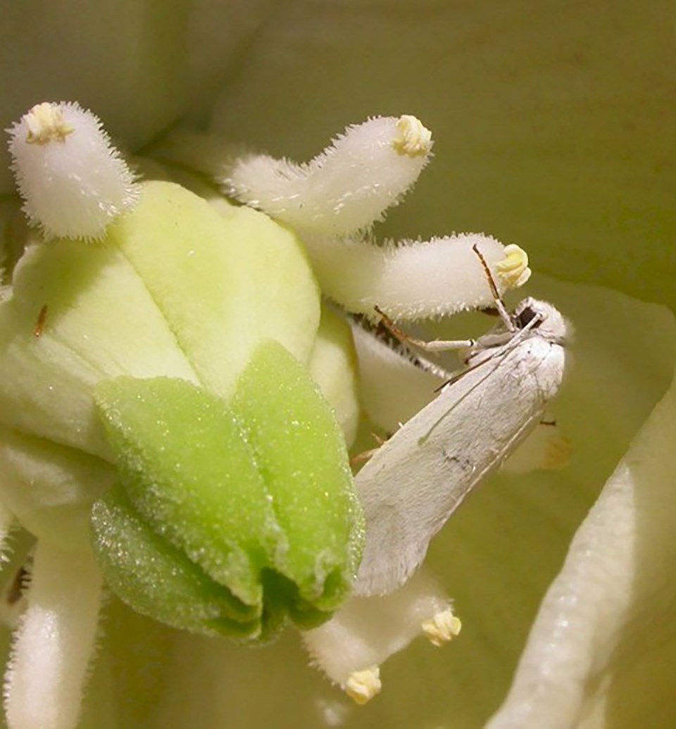 yucca_moth-whose-is-it