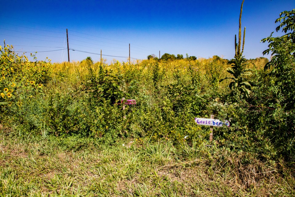 The Audubon pollinator garden