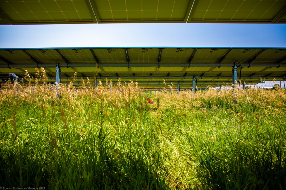 Jack's Solar Garden in Longmont, home to Sprout City Farms, research projects from CU, CSU and Audobon, along with a thriving artist residency and education program.