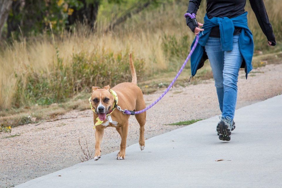 Images from previous Paws in the Park fundraisers
