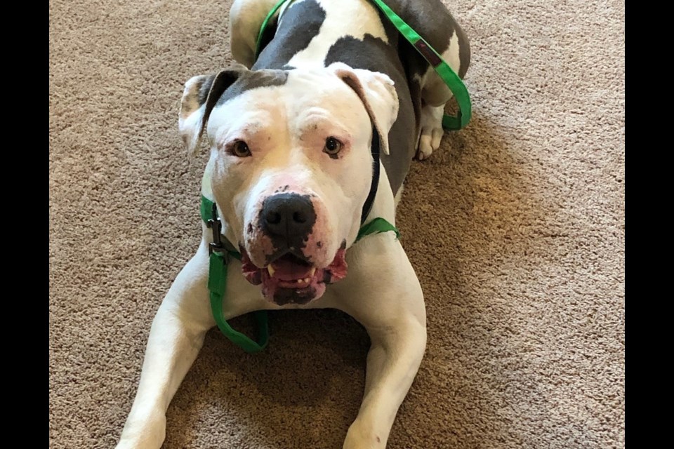 Jill is a playful goofball. Photo provided by the Longmont Humane Society