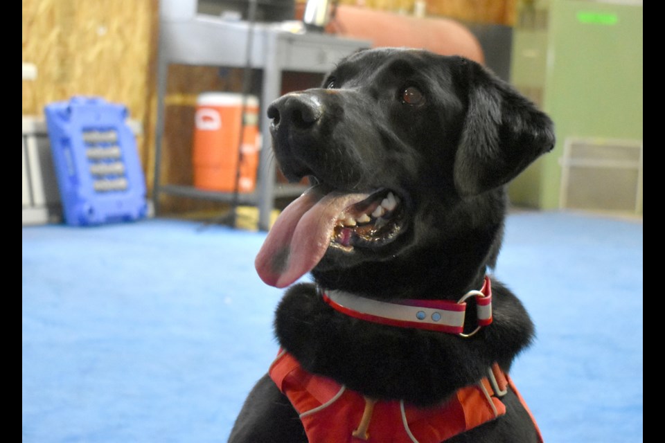 Charlie, a 4-year-old Lab, is in training to search for black-footed ferret scent at a training facility near Missoula, Montana. Dogs like Charlie will be trained to sniff out chronic wasting disease in deer and elk scat. (Aaron Bolton for KHN) 