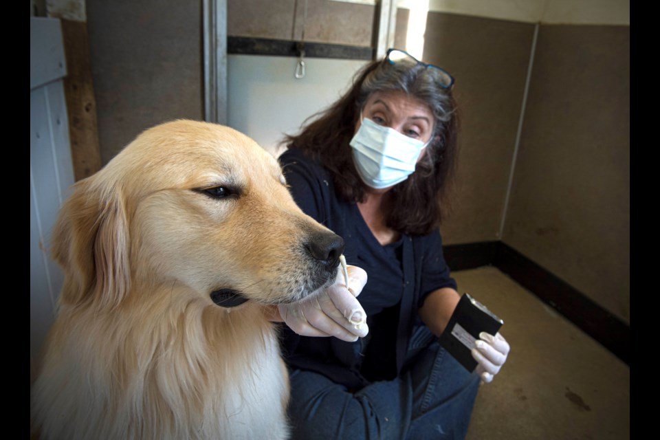 Jennifer Arnold, founder of Canine Assistants in Milton, Georgia, allows Cheeto to smell a scented swab as part of the dogâs training to identify seizures. Researchers have isolated several compounds released when seizures occur. (Robin Rayne)
