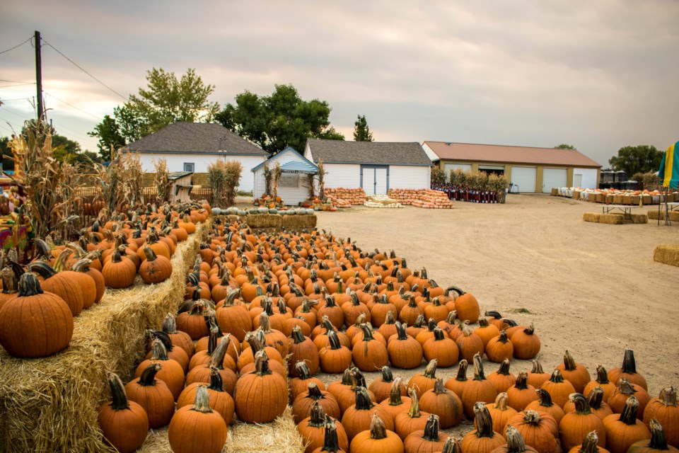 2020_10_01_LL_Rocky Mountain Pumpkin Ranch2